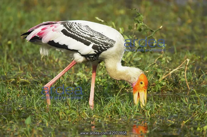 : Painted Stork - searching for food : Painted Stork - searching for food