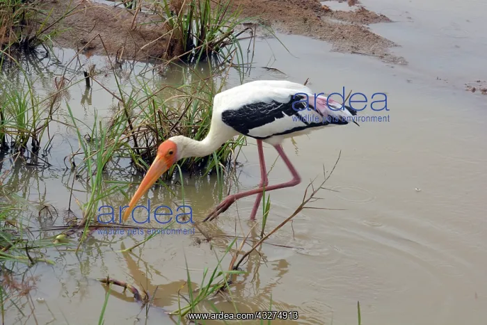  : Painted Stork, Sri Lanka