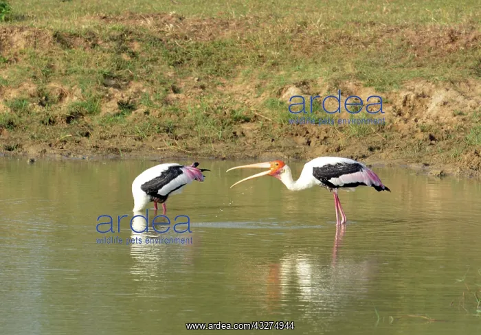  : Painted Stork, Sri Lanka