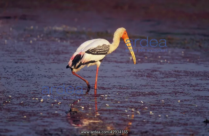 : Painted STORK - standing : Painted STORK - standing