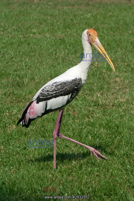 : Painted STORK - walking on grass : Painted STORK - walking on grass