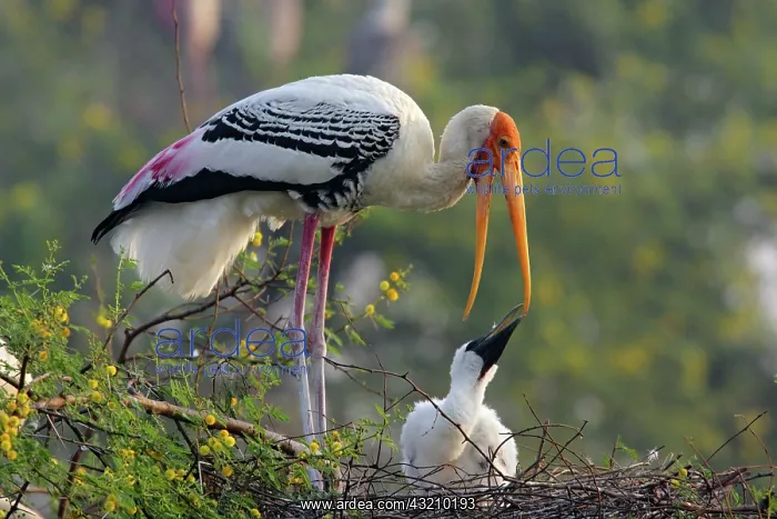 : Painted Stork & youn one, Keoladeo National : Painted Stork & youn one, Keoladeo National
