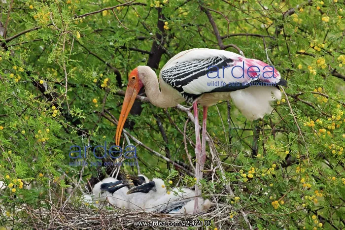 : Painted Stork - with young at nest : Painted Stork - with young at nest