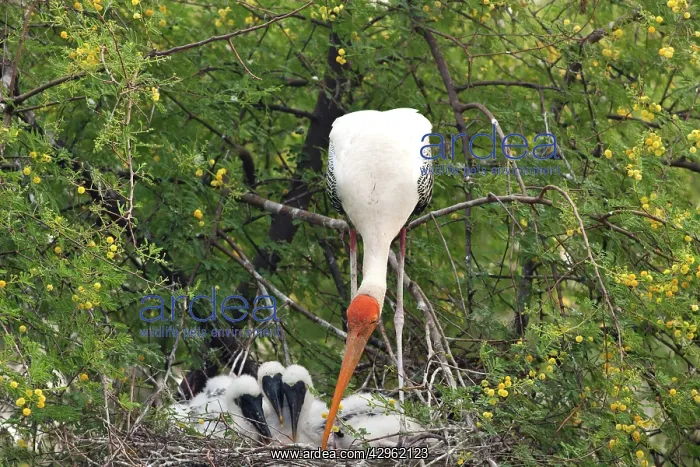 : Painted Stork - with young at nest : Painted Stork - with young at nest
