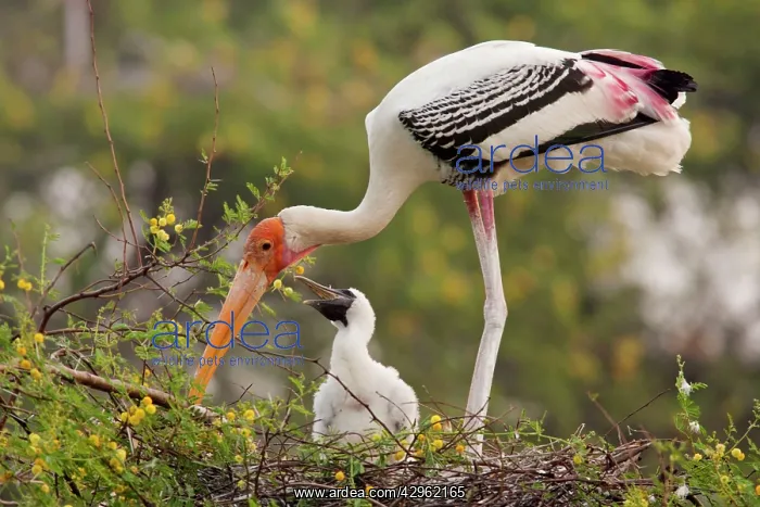 : Painted Stork - with young at nest : Painted Stork - with young at nest