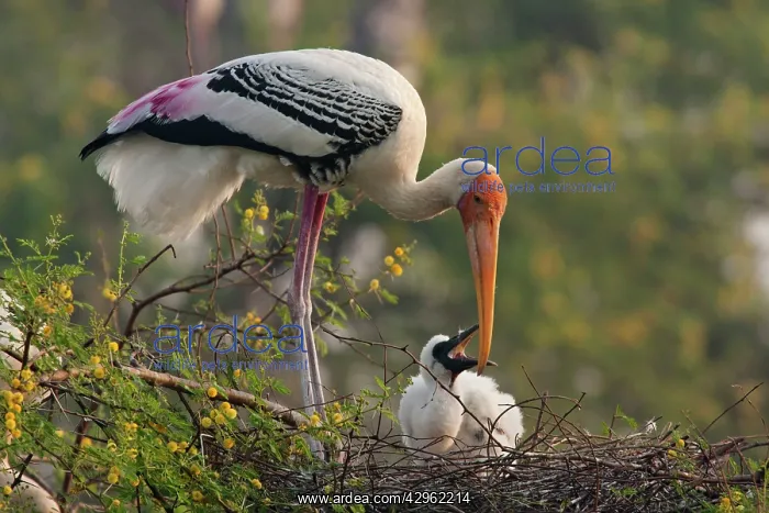 : Painted Stork - with young at nest : Painted Stork - with young at nest