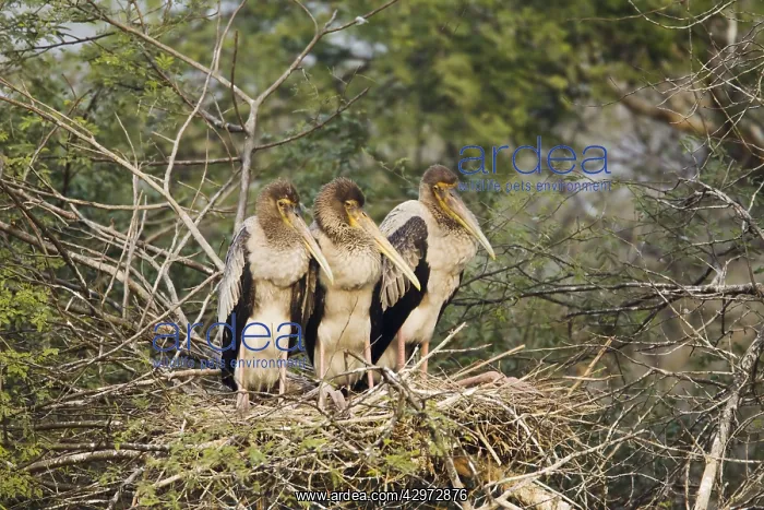 : Painted Stork - three young on nest : Painted Stork - three young on nest