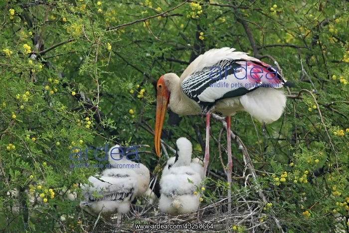 : Painted Stork & young ones, Keoladeo National : Painted Stork & young ones, Keoladeo National