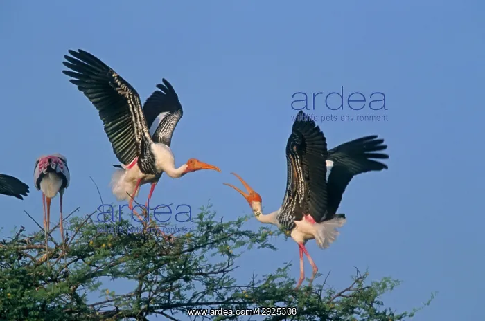 : Painted Storks - fighting : Painted Storks - fighting