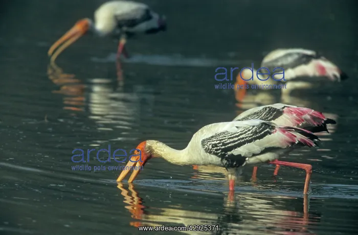 : Painted Storks - fishing : Painted Storks - fishing