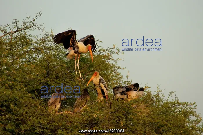: Painted storks (Mycteria leucocephala) : Painted storks (Mycteria leucocephala)