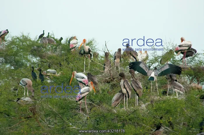 : Painted storks (Mycteria leucocephala) in : Painted storks (Mycteria leucocephala) in