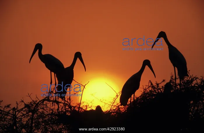 : Painted Storks - at nest at sunset : Painted Storks - at nest at sunset