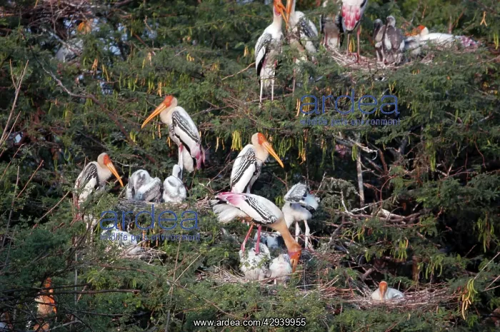 : Painted storks - nesting : Painted storks - nesting