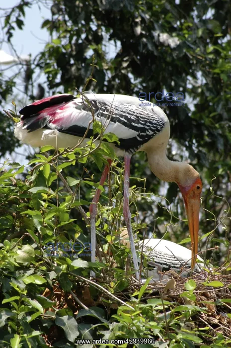 : Painted storks - nesting : Painted storks - nesting