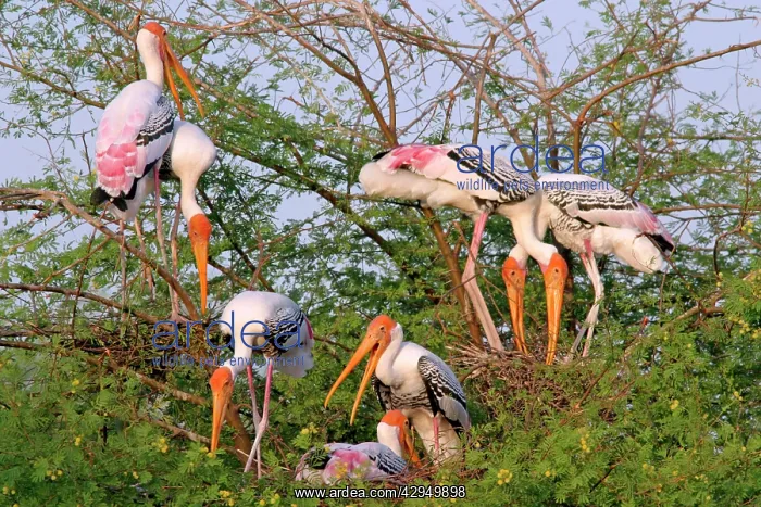 : Painted Storks nesting colony : Painted Storks nesting colony