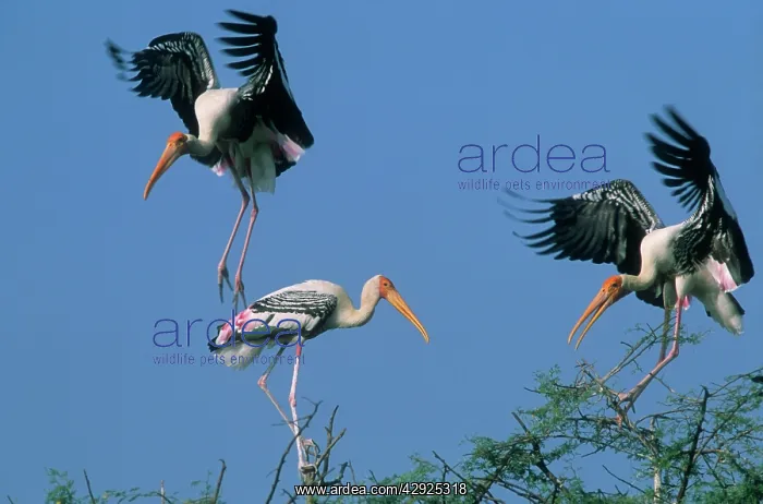 : Painted Storks - in trees fighting : Painted Storks - in trees fighting