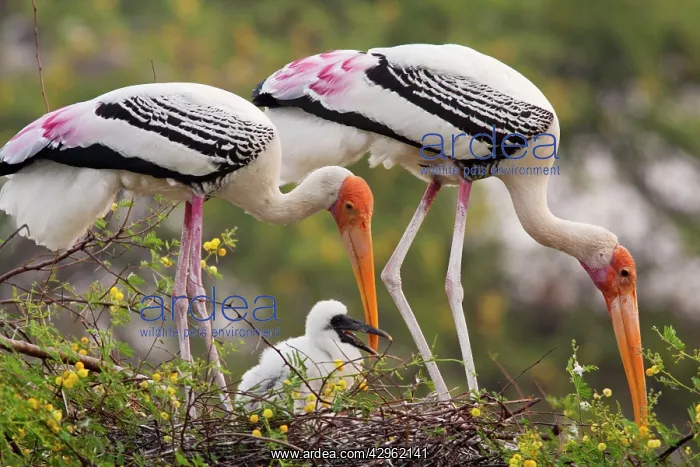 : Painted Storks - with young at nest : Painted Storks - with young at nest
