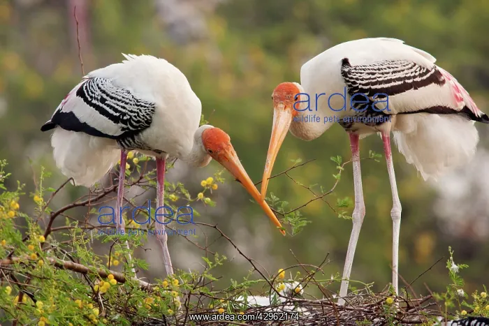 : Painted Storks - with young at nest : Painted Storks - with young at nest