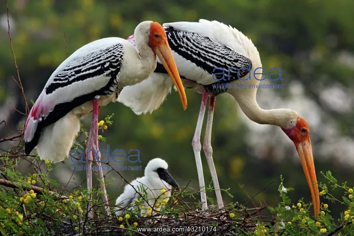  : Painted Storks & young one at nest, Keoladeo