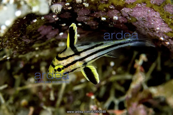 : Painted Sweetlips - Juvenile : Painted Sweetlips - Juvenile