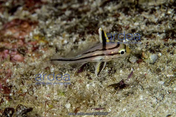: Painted Sweetlips - Juvenile : Painted Sweetlips - Juvenile