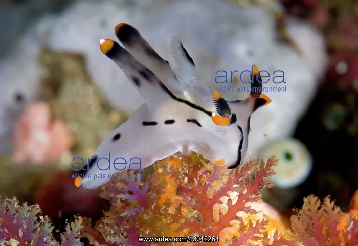  : Painted Thecacera Nudibranch