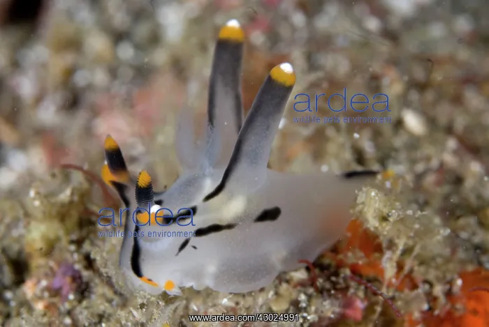 : Painted Thecacera Nudibranch on black sand : Painted Thecacera Nudibranch on black sand