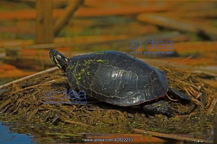 : Painted Turtle : Painted Turtle