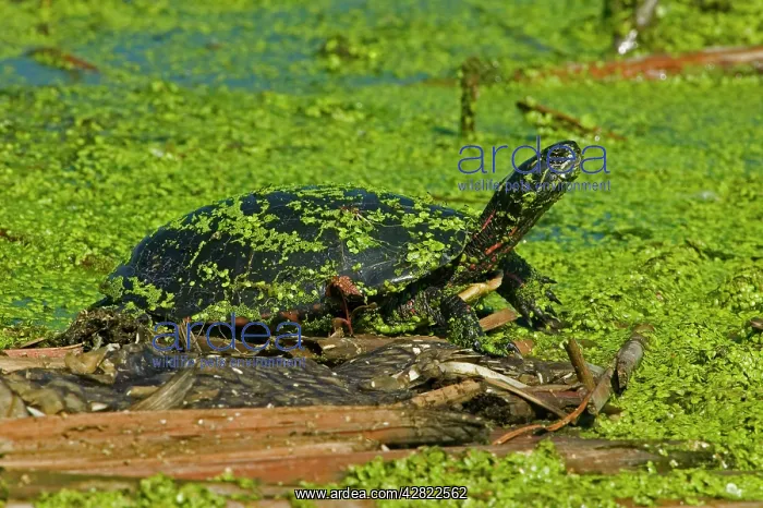 : Painted Turtle : Painted Turtle