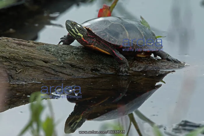 : Painted Turtle : Painted Turtle