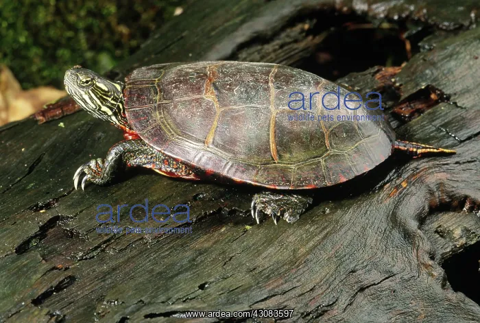 : Painted Turtle : Painted Turtle