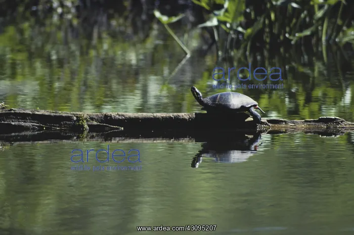 : Painted Turtle : Painted Turtle