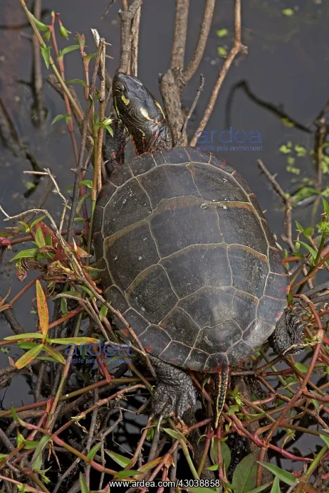  : Painted Turtle basking