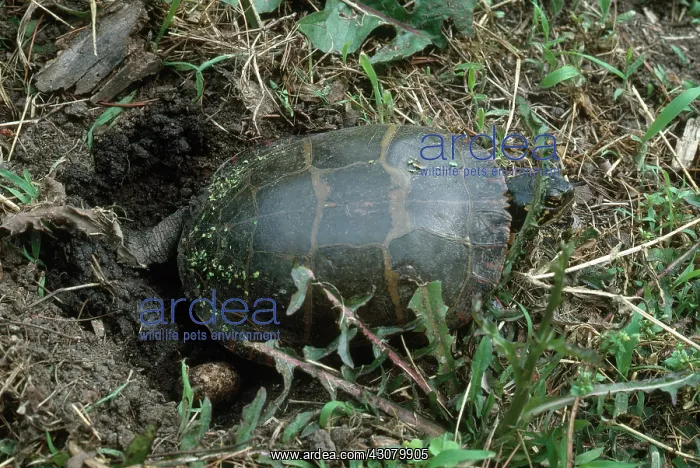 : Painted Turtle Burying Eggs : Painted Turtle Burying Eggs