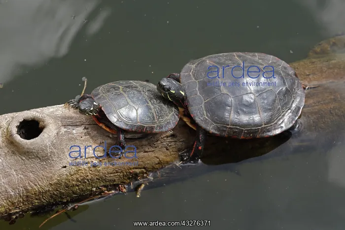 : painted turtle (Chrysemys picta), basking, Maryland : painted turtle (Chrysemys picta), basking, Maryland