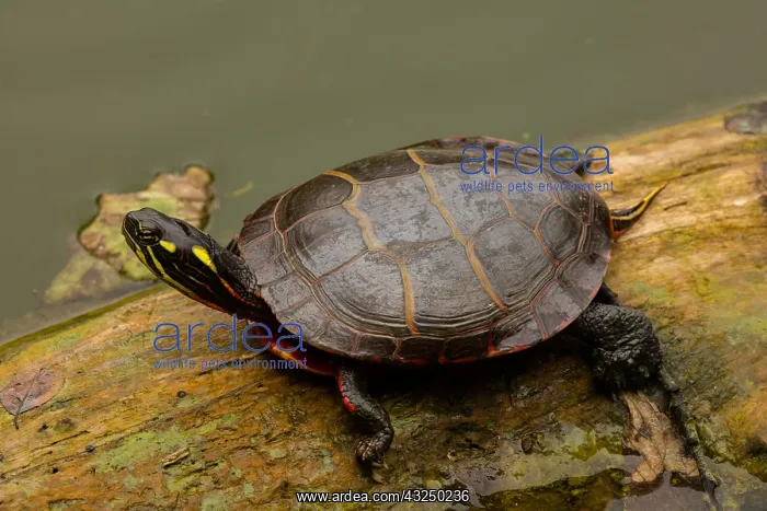  : painted turtle (Chrysemys picta), Maryland