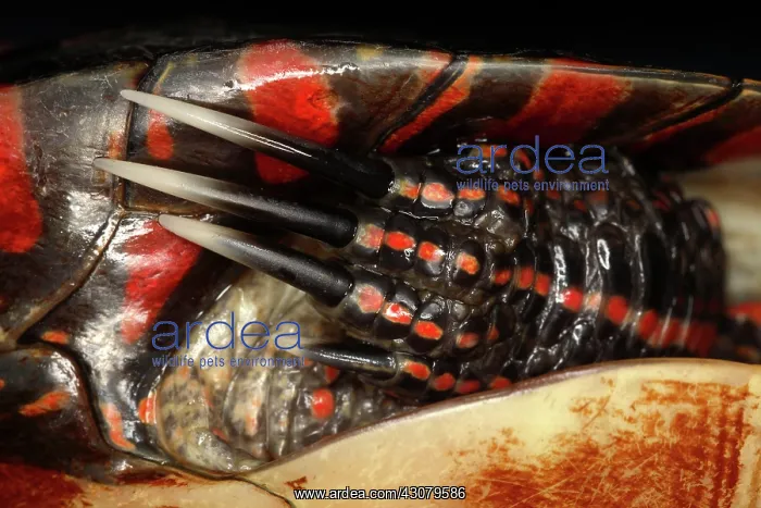 : Painted Turtle Claws : Painted Turtle Claws