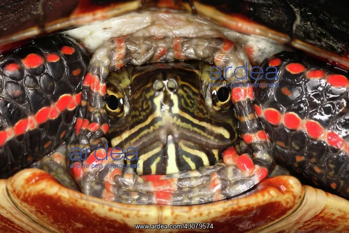 : Painted Turtle Head : Painted Turtle Head