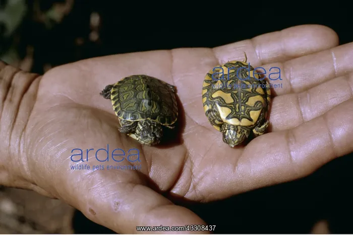: Painted Turtle Pseudemys - in persons hand : Painted Turtle Pseudemys - in persons hand
