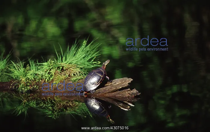 : Painted Turtle sunning on a Log : Painted Turtle sunning on a Log