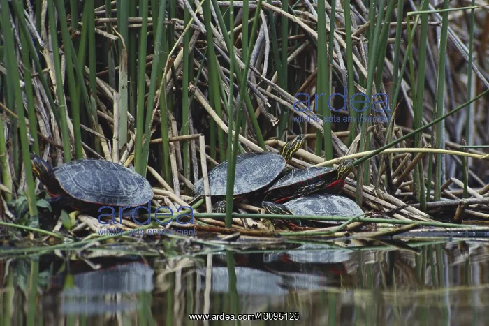: Painted Turtles : Painted Turtles