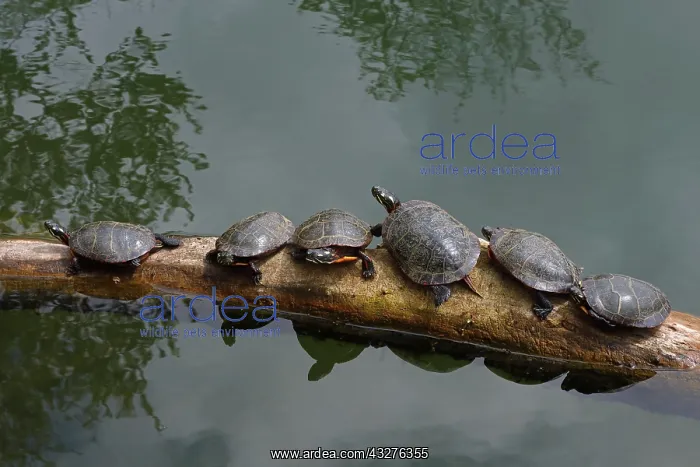 : painted turtles (Chrysemys picta), basking, Maryland : painted turtles (Chrysemys picta), basking, Maryland