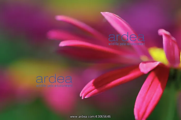 : PaintedDaisy : PaintedDaisy