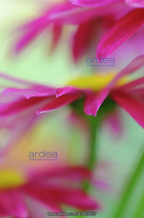 : PaintedDaisy : PaintedDaisy