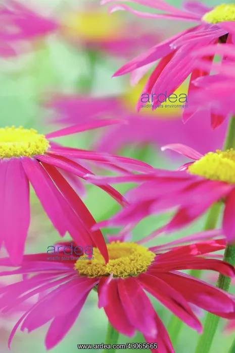 : PaintedDaisy : PaintedDaisy