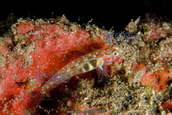 : Paintedface Dwarfgoby : Paintedface Dwarfgoby