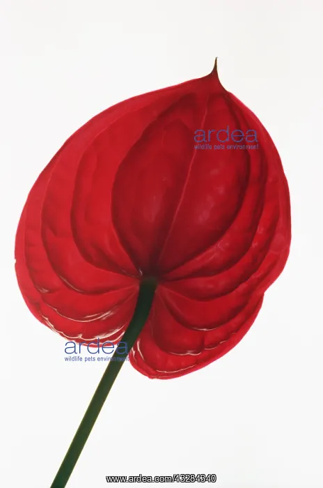  : Painter's palette, Anthurium andraeanum, Red subject