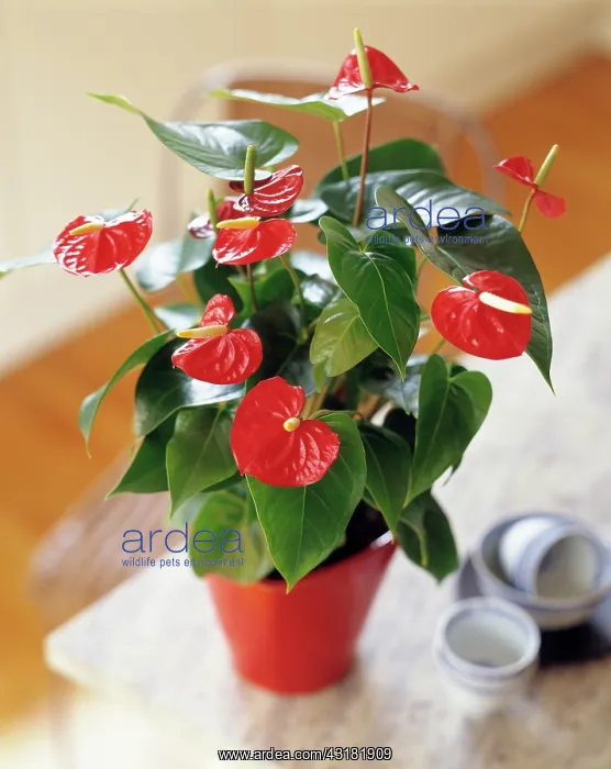  : Painter's palette, Anthurium scherzerianum, Red