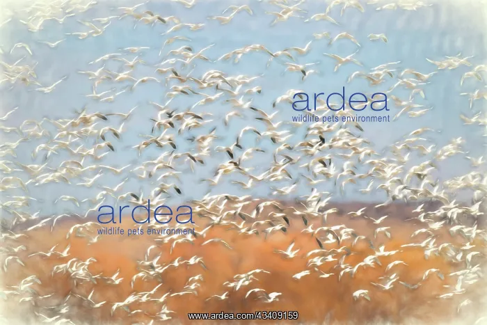 : Painting effect on snow geese flying. Bosque del : Painting effect on snow geese flying. Bosque del